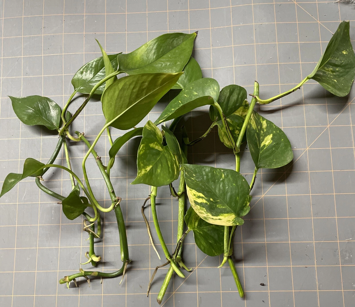 Golden Pothos Rooted Cuttings – 5 Epipremnum aureum Live Houseplant Clippings for Indoor Growing
