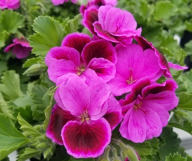 Geranium Cuttings Set of 6 - Martha Washington Rose Pink Pelargonium spp. Live Plant Starters for Propagation & Container Gardening