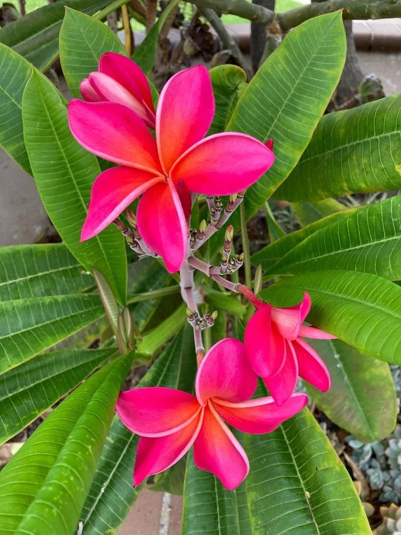 Kaneohe Sunburst Plumeria Cutting – 8-11 Inch Fresh Rooting Stem for Tropical Garden, Frangipani, Plumeria rubra