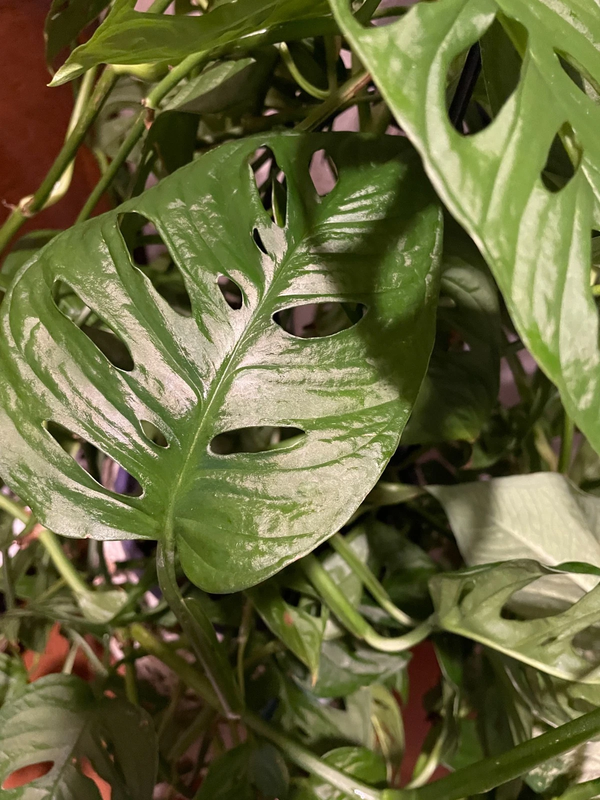 Monstera Adansonii Aurea Cuttings – 2 Unrooted Live Tropical Houseplant Propagation Material with Yellow Variegation