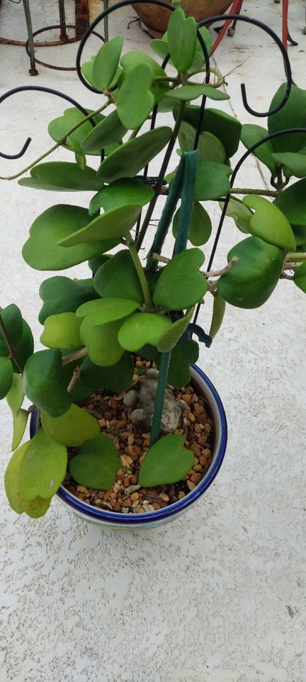 Hoya Kerrii Cutting – Heart-Shaped Vine Unrooted Propagation Plant with 2 Leaves & 1 Node