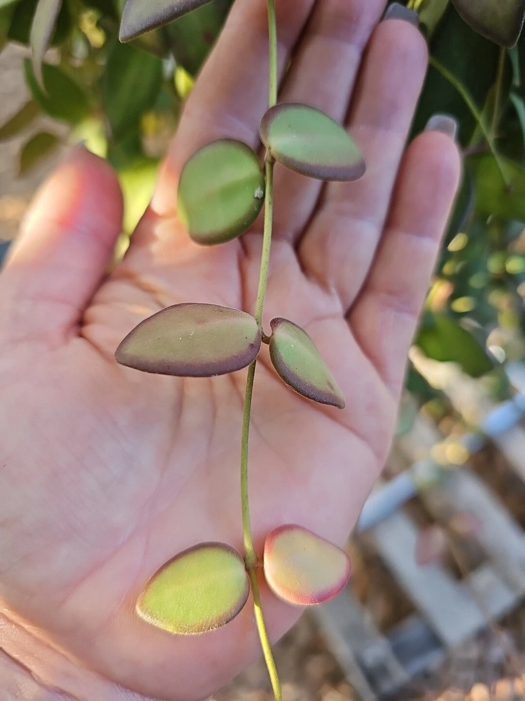 Hoya burtoniae Cutting – 3-Node Unrooted Stem for Trailing Houseplant, Fuzzy Green Foliage, Live Tropical Indoor Plant Starter