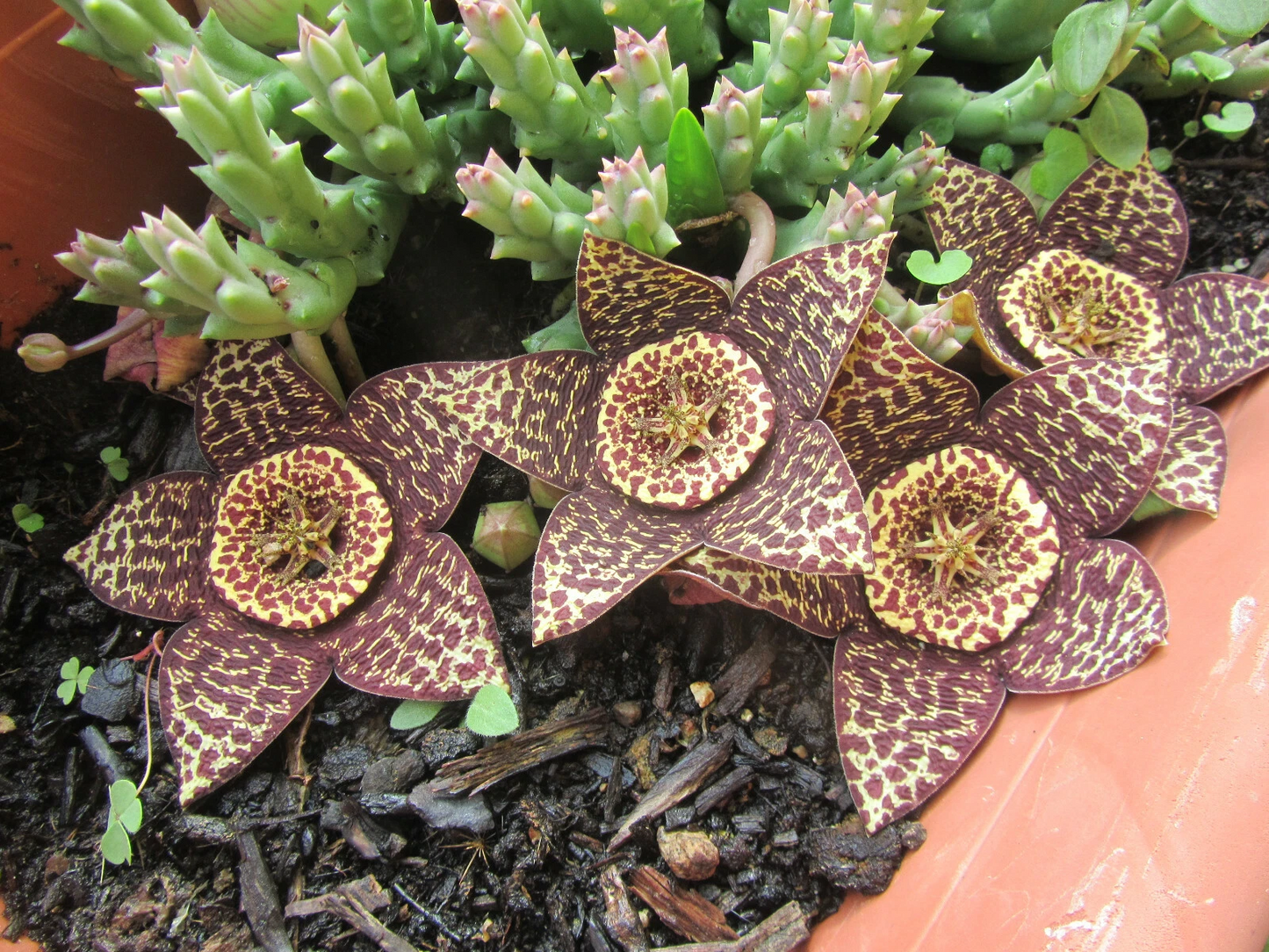 Unrooted Succulent Cuttings - Orbea variegata Lifesaver Plant Propagation, 3 Inch Clumping Green & Mottled Stem