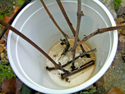 Black Gooseberry Cuttings – 12 Thin Unrooted Ribes Branch Cuttings for Berry Plant Propagation