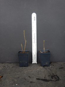 Gold Strike Azalea Rhododendron Deciduous Starter Plant Dormant Live Shrub for Planting