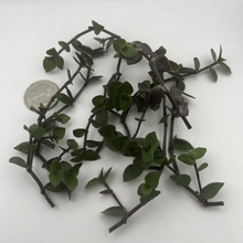 Turtle Vine Cuttings – 7 Live Unrooted Callisia Repens Stems, Creeping Inch Plant for Indoor Houseplant Propagation