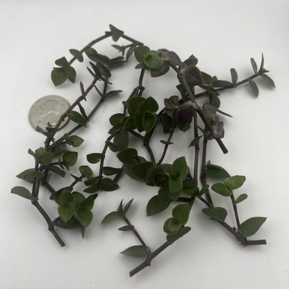 Turtle Vine Cuttings – 7 Live Unrooted Callisia Repens Stems, Creeping Inch Plant for Indoor Houseplant Propagation