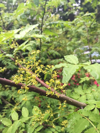 Sansho Japanese Pepper Tree Cuttings Zanthoxylum piperitum 4 Fresh Unrooted Branches for Propagation