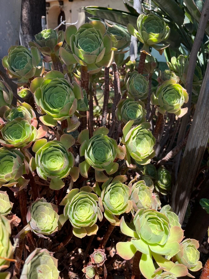 Fresh Cut Succulent Plants – 4 Live Cuttings for Rooting – Mixed Varieties Starter Set