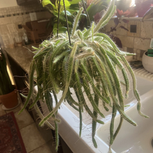 Dog Tail Cactus Cuttings – 3 Aporocactus flagelliformis Fresh Unrooted Succulent Cuttings, Trailing Cactus Plant