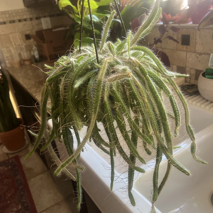 Dog Tail Cactus Cuttings – 3 Aporocactus flagelliformis Fresh Unrooted Succulent Cuttings, Trailing Cactus Plant