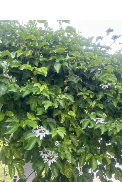 Passion Fruit Vine Cuttings – 10 Live Unrooted Passiflora Edulis Stems, 8 to 10 Inch Climbing Plant for Propagation