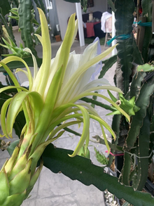 Dragon Fruit Cuttings – 7 Fresh Unrooted Cuttings 8–12 Inches, Pitaya Cactus for Propagation