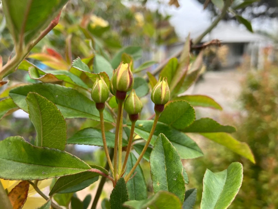 Yellow Lady Banks Rose Cuttings – 4 Thornless Climbing Stem Propagation Rosa banksiae ‘Lutea’