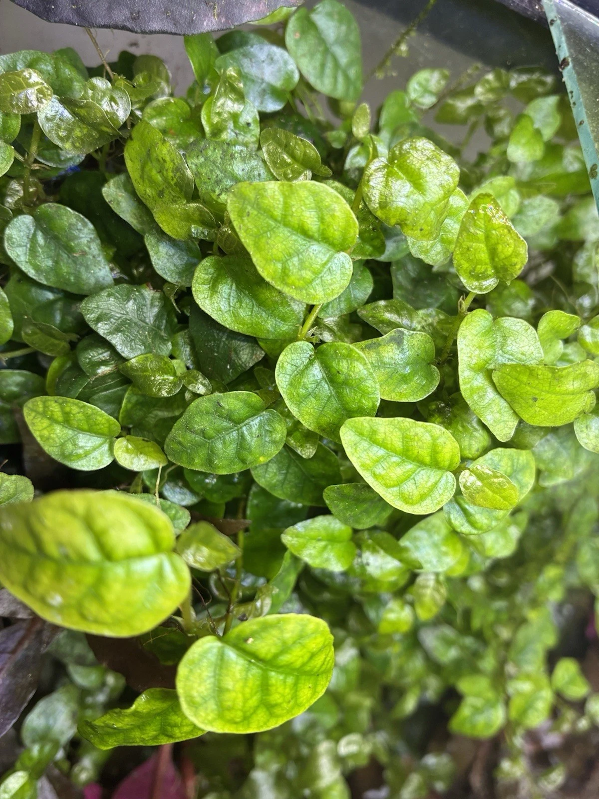 Ficus Pumila Cuttings – Creeping Fig Climbing Vine, 3 Live Unrooted 4–6 Inch Indoor Plant Propagation Material