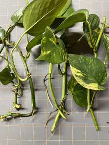 Golden Pothos Rooted Cuttings Set of 5 Live Epipremnum Aureum Houseplant for Indoor Growing