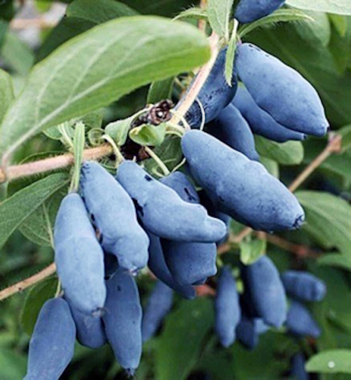 Blue Honeysuckle Honeyberry Cuttings Set of 5 | Lonicera kamtschatica Unrooted Shrubs for Propagation