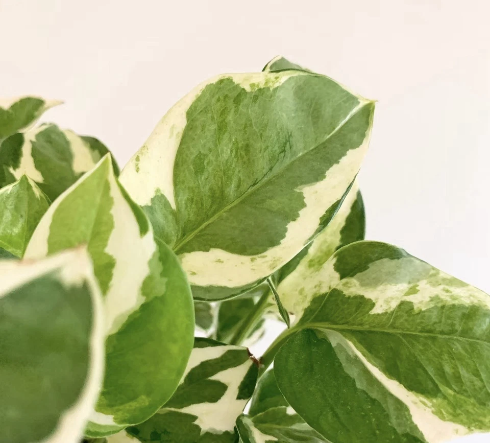 Pearl and Jade Pothos Cutting – Variegated Epipremnum aureum Unrooted 3-Leaf Propagation Plant