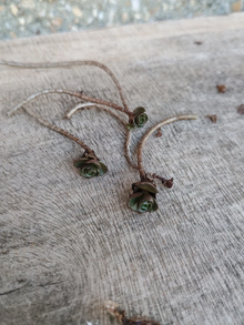 Phedimus Spurius Stonecrop Starter Cuttings – 6 Live Some Rooted Plants, Two Row Sedum Groundcover