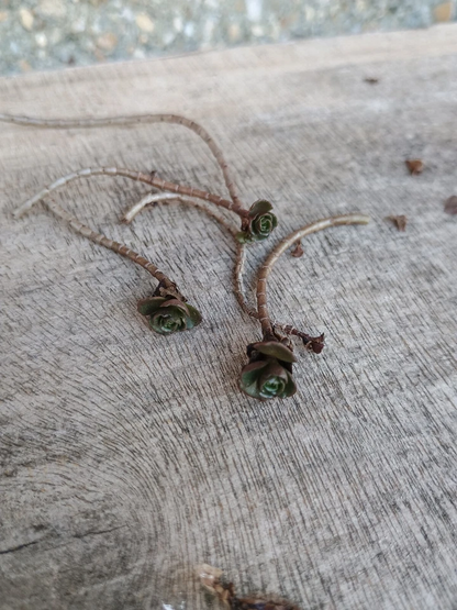 Phedimus Spurius Stonecrop Starter Cuttings – 6 Live Some Rooted Plants, Two Row Sedum Groundcover