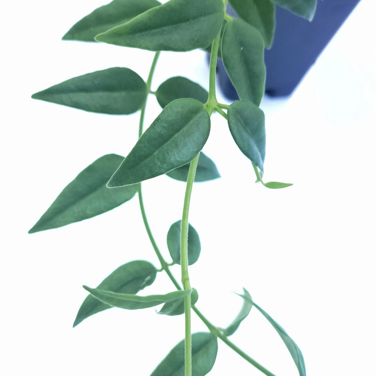 Hoya Bella Live Houseplant Cutting – Unrooted Trailing Wax Plant Stem – California Grown Hoya bella Indoor Propagation