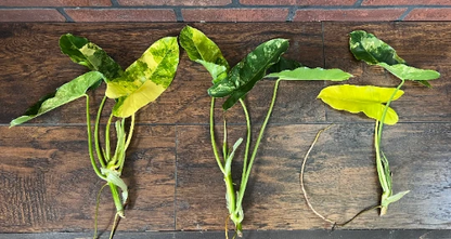 Variegated Burle Marx Philodendron Cutting for Planting – Air Roots with Nodes, Indoor Tropical Houseplant