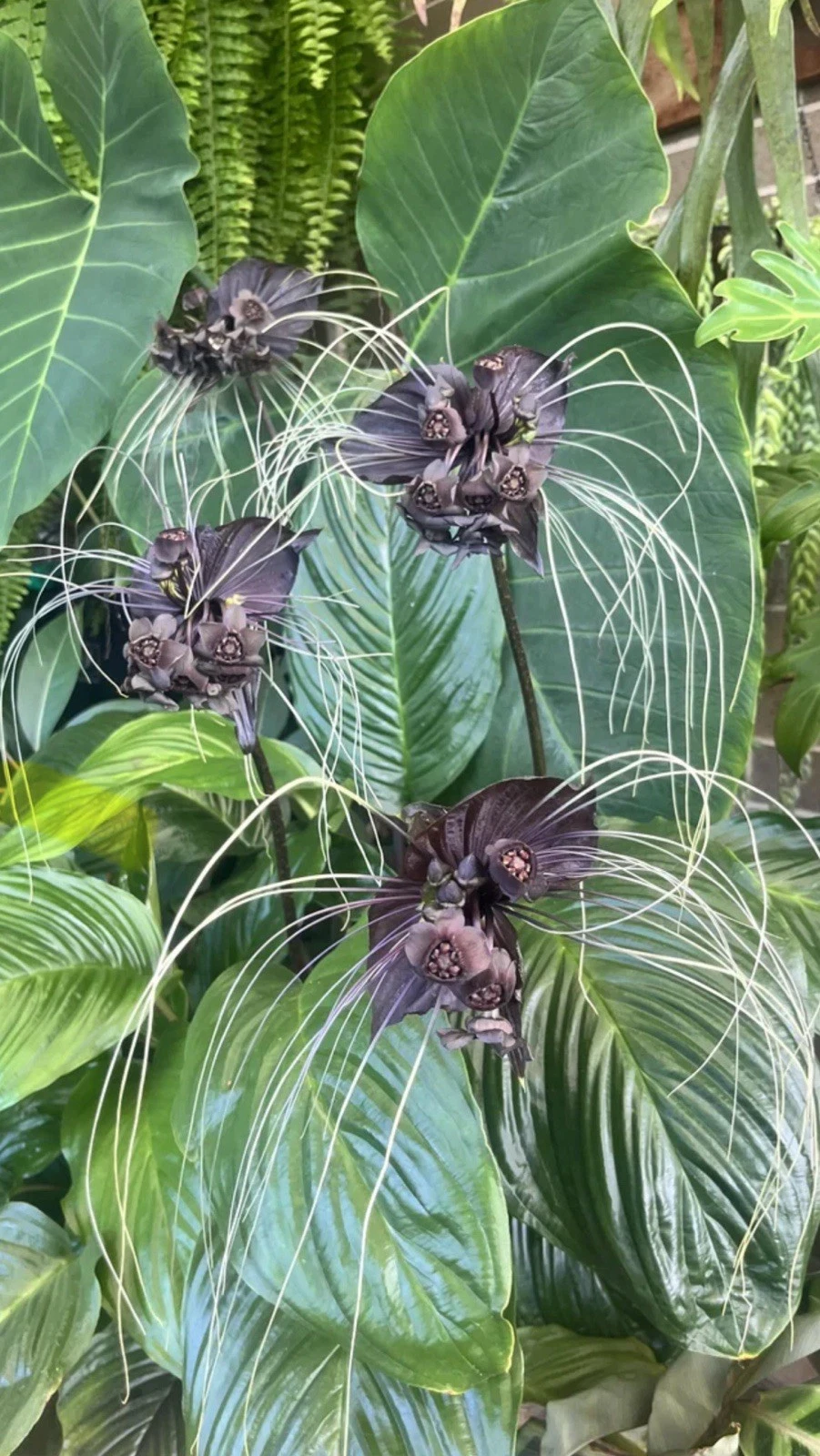 Black Bat Flower Live Plant | Small Rooted Starter | Tacca chantrieri | Tropical Ornamental Houseplant