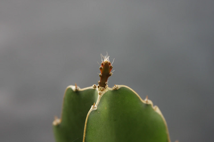 Hylocereus Undatus Grafting Stock Cuttings – 5 Pereskiopsis Cactus Stems for Grafted Cacti Propagation