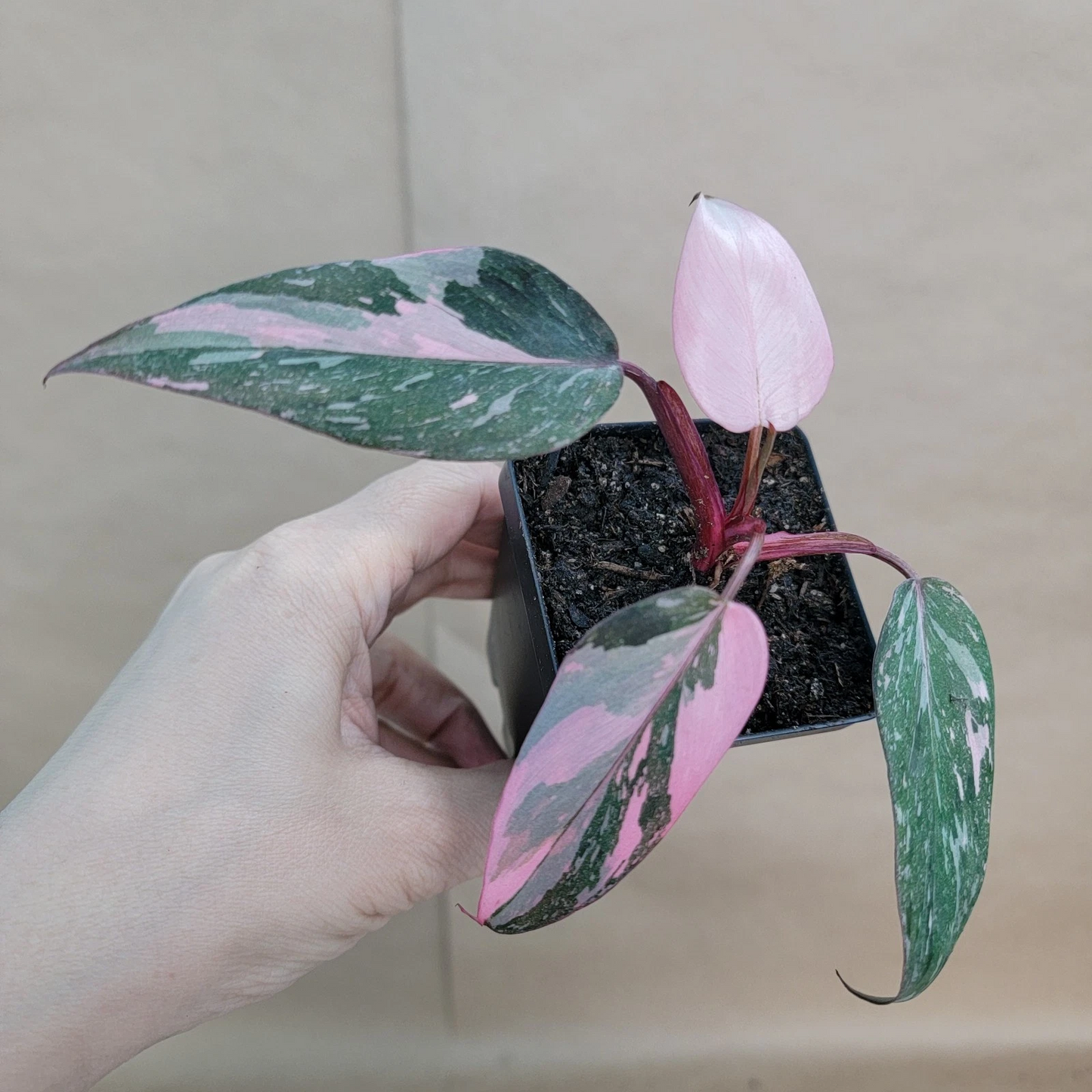 Philodendron Pink Princess Live Indoor Plant 3-Inch Pot Variegated Foliage Philodendron erubescens