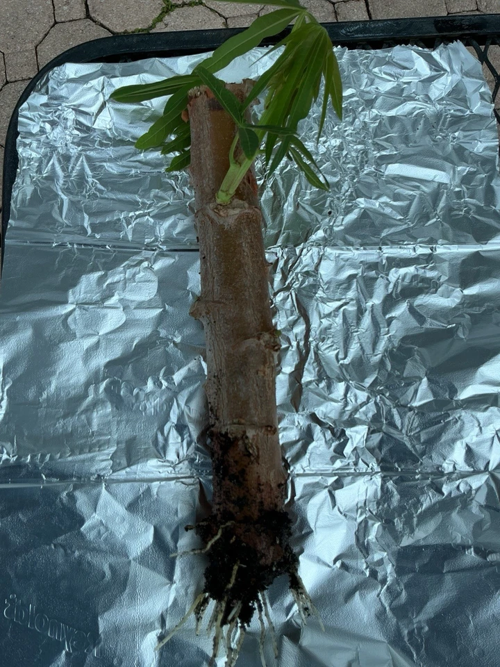 Golden Cassava Rooted Cutting – 8-12 Inch Manihot esculenta Live Plant for Garden or Container Growing