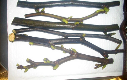 Maltese Falcon Fig Tree Cuttings – 5 Unrooted Cuttings – Rain Tolerant Productive Fig Variety