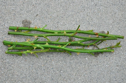 Red Rose Cuttings – 5 Fresh Garden Rose Stems Ready for Rooting, Live Plant Starter Material for Propagation