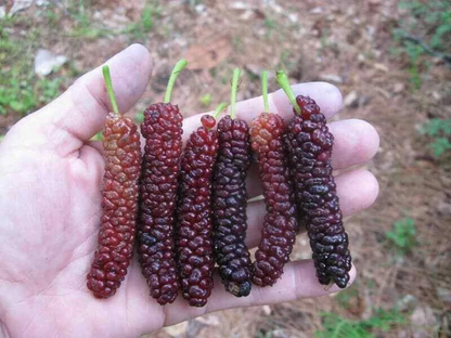 Pakistan Mulberry Cuttings – 10 Live Mulberry Cuttings for Rooting or Grafting, Morus Macroura Tree