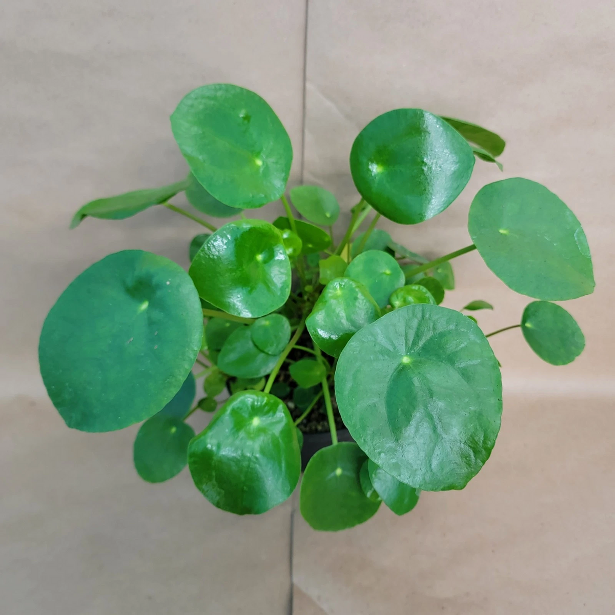 Live Pilea Peperomioides Houseplant in 4-Inch Pot – Chinese Money Plant, Indoor Green Plant