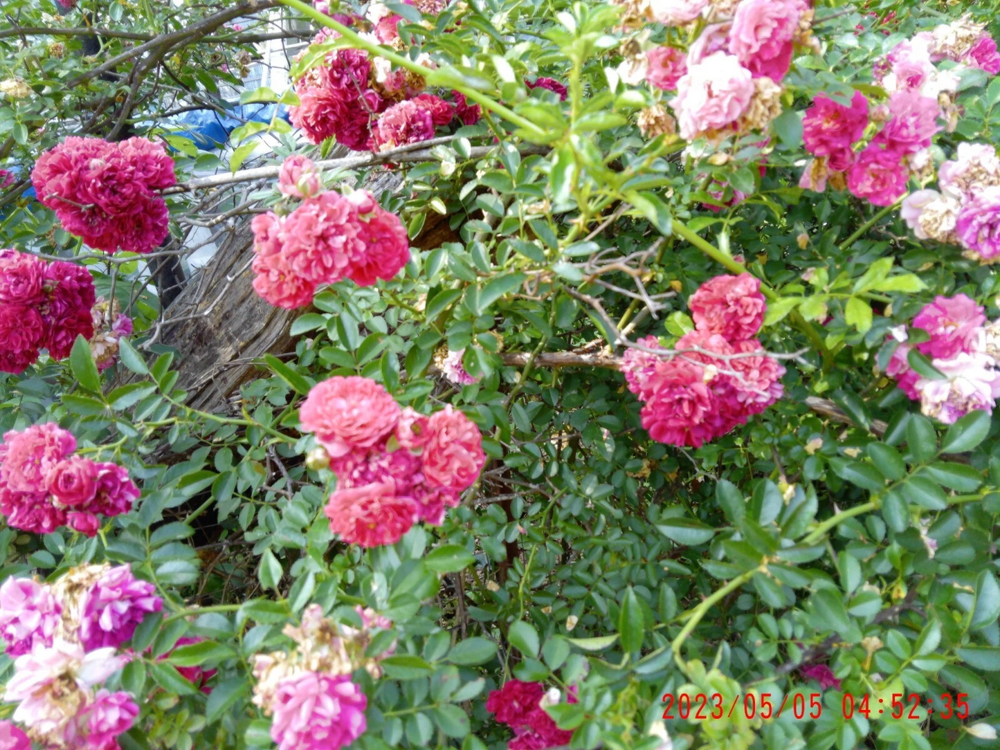 Seven Sisters Climbing Rose Cuttings Set of 12 | Vining Rose Propagation Stems | Rosa multiflora 'Seven Sisters' Live Plant Clippings