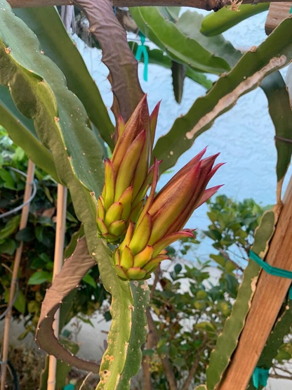 Dragon Fruit Cutting for Grafting – Small Live Pitaya Cutting 4–7 Inch, Hylocereus Cactus
