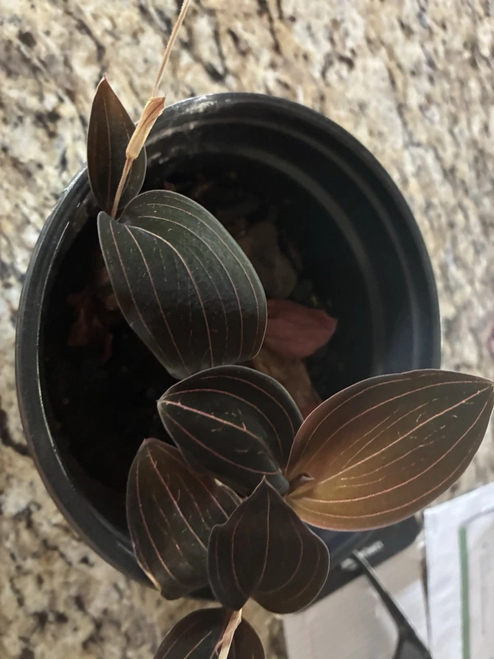 Ludisia Discolor Cuttings – 2 Jewel Orchid Live Plant Cuttings 3–4 Inches, Indoor Foliage Plant, Dark Veined Leaves, Low Light