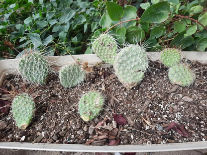 Opuntia Polyacantha Wyoming Prickly Pear Cactus – Cold Hardy Native Cactus Plant for Dry Gardens