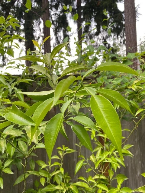 Yuzu Citrus Tree Cuttings Live – 4 Fresh Unrooted Propagation Cuttings of Citrus junos for Japanese Cooking