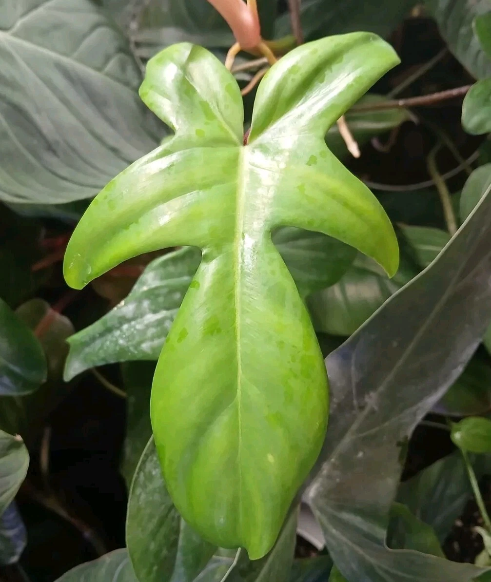 Unrooted Philodendron Florida Beauty Green Form Cutting – Rare Tropical Aroid for Propagation & Indoor Growing
