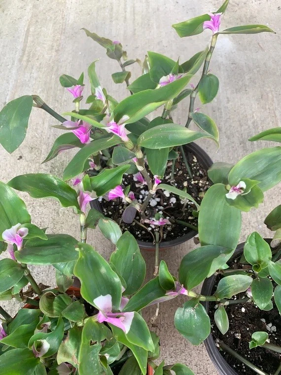 Variegated Tradescantia Blushing Bride Cuttings – 3 Live Houseplant Propagation Clippings, Indoor Trailing Plant, Scientific Name Tradescantia
