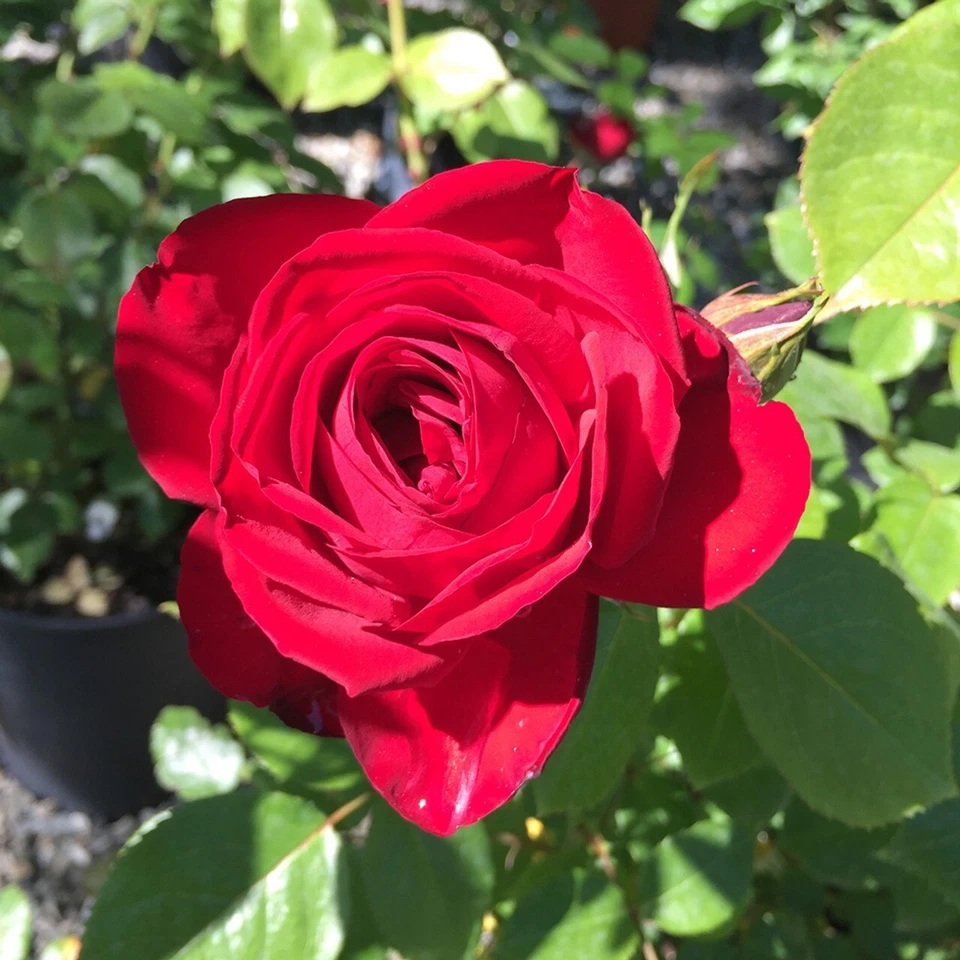 Kashmir Rose Cuttings Live – 6 Unrooted Red Flowering Shrub Propagation Cuttings Rosa spp.