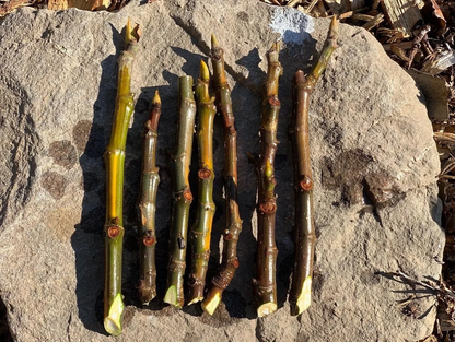 Fig Tree Unrooted Cuttings – 3 Ficus carica Cuttings for Propagation and Home Growing