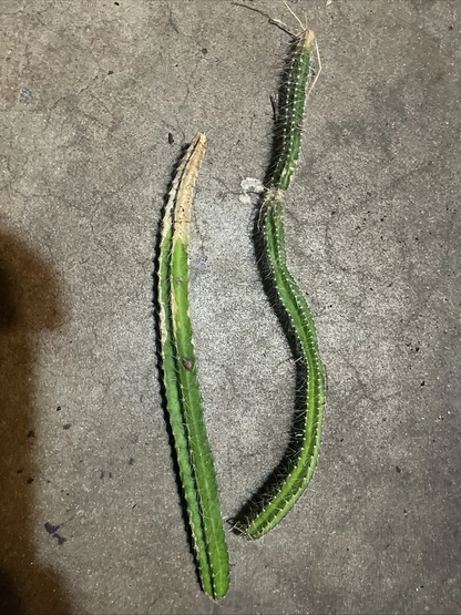 Strophocactus testudo Dog Tail Cactus – Live Rooted Pieces 4–6 Inch Succulent Stems (2–3 Cuttings)