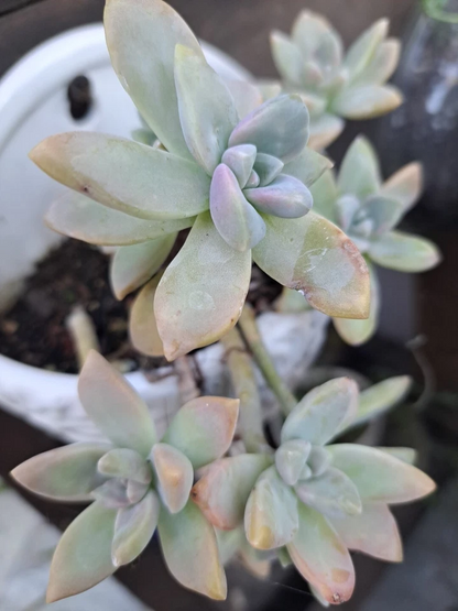 Graptopetalum Paraguayense Ghost Plant Succulent – 3 Unrooted Cuttings – Live Succulent Starter