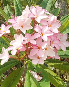 Hawaiian Pastel Pink Plumeria Frangipani Fresh Cutting 10 Inch Single Head