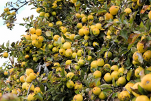 Golden Delicious Apple Scion Cuttings – 40 Unrooted Stems for Grafting or Rooting