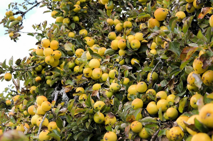 Golden Delicious Apple Scion Cuttings – 40 Unrooted Stems for Grafting or Rooting