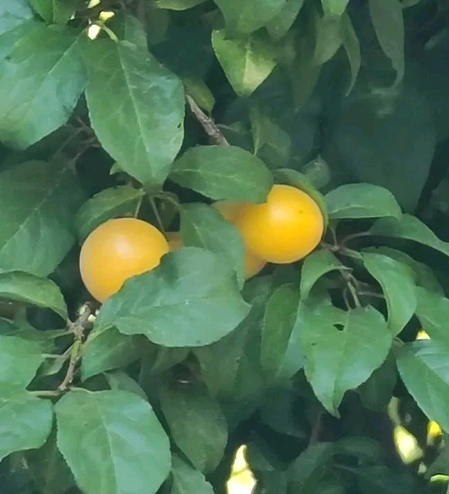 Marianna Yellow Plum Tree Cuttings – 3 Live Unrooted Prunus Cerasifera Propagation Cuttings