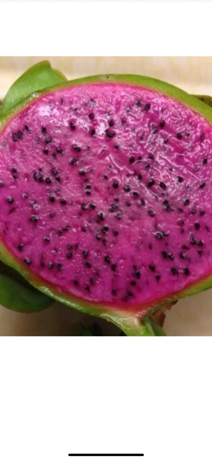 Dragon Fruit Cuttings – 10 Inch Unrooted Pitaya Plant Starter – Selenicereus Climbing Cactus for Propagation